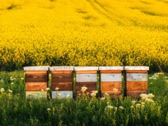 Rasa Buckfast pod lupą. Specjalistka alarmuje o wpływie na rodzimą populację pszczół