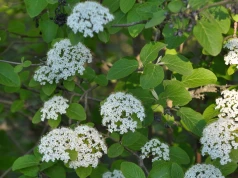 Lepsza niż przereklamowany rododendron. Pachnie i nie boi się suszy