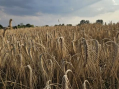 Żniwa w Łódzkiem pod znakiem pogody i niższych plonów. Rolnicy narzekają na koszty