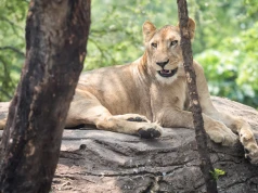 W zoo umarły trzy lwy. Przyczyną były rekordowe upały