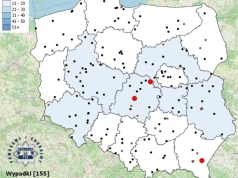 Połowa wakacji i już 155 śmiertelnych wypadków. Policyjne dane nie pozostawiają złudzeń