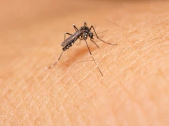 Komary mają swoich ulubieńców. Wcale nie jest to tylko twoja wyobraźnia