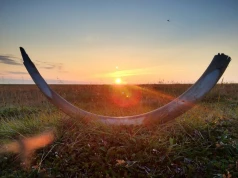 Ludzie polowali na mamucice. Samce zwykle ginęły w sposób naturalny