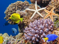 Nowe spojrzenie na ewolucję życia w oceanach. Zdecydowały... odchody