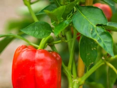Papierowe plamki na papryce? Przyczyną nie jest choroba ani niedobór