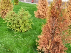 Tuje znów będą zielone. Wystarczy odrobina produktu z kuchni