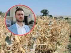 Groch ugotowany przez upały. Rolnik: „W jeden dzień zrobił się biały”