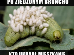 Natura odpaliła tryb porwanie z ochroną