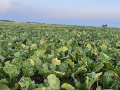 Pierwsze wyniki z plantacji buraków niepokoją. Korzenie są wyraźnie mniejsze