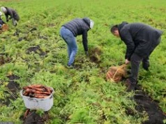 Ruszają kolejne samozbiory. Rolnicy ratują rok jak mogą