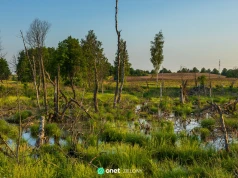 Wyprawa na mokradła. Jak pokazać dziecku, że ten świat tętni życiem?