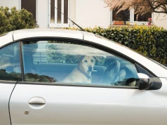 Auto na chwilę pod sklepem? W upał dziecko i pies nie mają tej „chwili”