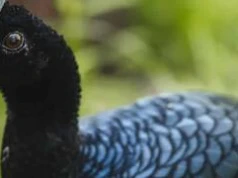 Nowi skrzydlaci mieszkańcy zoo. Jedyną taką parę w Polsce zobaczycie we Wrocławiu