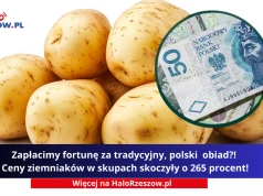 Zapłacimy fortunę za tradycyjny, polski obiad?! Ceny ziemniaków w skupach skoczyły o 265 procent!