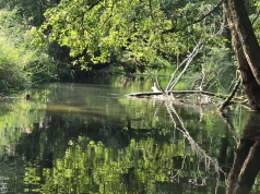 Susza hydrologiczna w Polsce. Rzeki biją kolejne rekordy niskich stanów wody