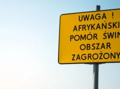 Nowe gminy w strefie różowej ASF. Zmiany w 3 województwach