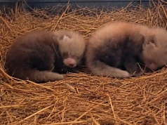 Puchate kulki urodziły się w polskim zoo. Trzeba uważać, jedna raz uciekła