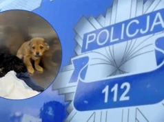 Okaleczone szczenięta w Ciechanowie. Policja wszczęła postępowanie i szuka sprawcy