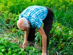 Gleba po ogórkach potrzebuje regeneracji. W sierpniu wysiej na poplon