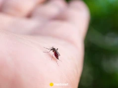 Komary wybierają niektórych ludzi częściej. Naukowcy wiedzą, dlaczego