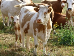 Wzrost ma wynieść 248%. Producenci bydła powinni być zadowoleni