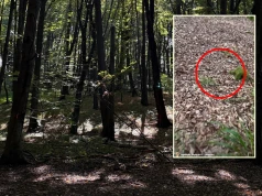 Poszła do lasu, pokazała, co znalazła. "Moje borowikowe eldorado"