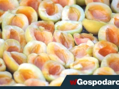 Amigdalina: naturalny składnik czy ryzykowny „lek” na raka?