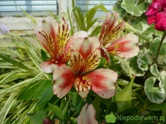 Alstremeria ogrodowa – uprawa, rozmnażanie, cięcie