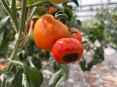 Widzisz czarne plamy na pomidorach? Zrób to od razu, kolejne owoce będą zdrowe