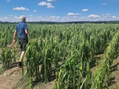 Grad i wichura zniszczyły 12 tys. ha. Rolnicy z Wielkopolski kończą żniwa w napięciu