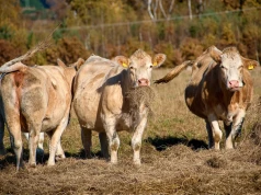 240 ton rezerwowych krów jednak nie będzie. Upadł przełomowy projekt