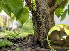 To drzewo ściąga setki owadów, myszy i nornice. Masz je w ogrodzie?