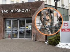 Znęcała się nad psami i fałszowała dokumentację. 52-letnia mieszkanka Zgierza z aktem oskarżenia