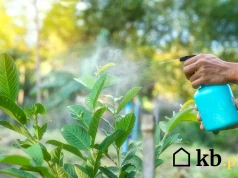 Wyjęła ten jeden produkt z lodówki i zmieszała z wodą. Mszyce uciekły z ogrodu w mgnieniu oka
