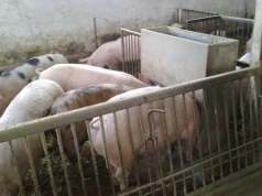 Ceny skupu tuczników: nawet 7,50 zł/kg za klasę E. Brak świń napędza kolejne podwyżki