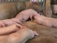 Ceny tuczników pną się w górę. Znamy aktualne stawki za żywiec