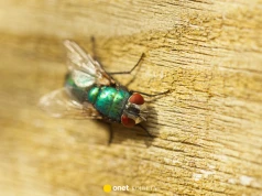 Naturalny sposób na muchy w domu. Ten trik działa lepiej niż myślisz
