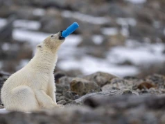 Mikroplastik jest w każdym zakątku Ziemi. Naukowcy znaleźli go nawet na Antarktydzie