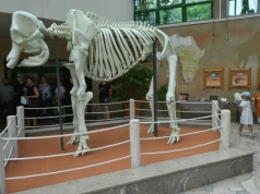 Wielki i wydrukowany w 3D. Szkielet legendy w warszawskim zoo