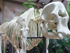 Warszawskie ZOO odsłoniło pełnowymiarowy szkielet legendarnej słonicy Erny. Zrekonstruowano go w 3D