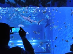 Śmierć rekinów. Aquapark Reda wydał oświadczenie