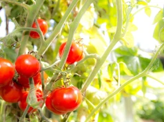 Ten mit o pomidorach wciąż krąży. Ogrodniczka wyjaśnia, jak jest naprawdę