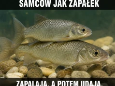 Tata był tylko zapłonem