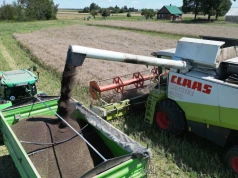 2250 zł za rzepak, zboża bez ruchu. Tak płacą skupy