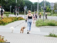 Podstawowy obowiązek właściciela psa. Mandat za brak to 500 zł