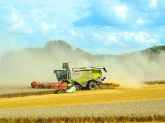 07.08.2026 Ceny skupu zbóż, kukurydzy, oleistych i strączkowych: rzepak w górę, kukurydza w dół