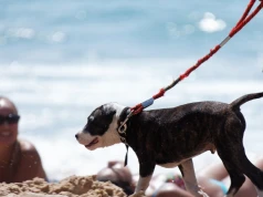 Oburzenie plakatem o psach na plaży. "Pies nie brudzi tak jak człowiek"