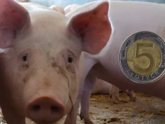 Ceny świń mocno w górę. Nawet 1,10 zł/kg podwyżki w tydzień