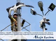 Strażacy uratowali bociana uwięzionego na słupie