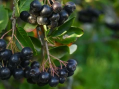 Zbiory aronii ruszyły wcześniej. Na jakie ceny liczą plantatorzy?